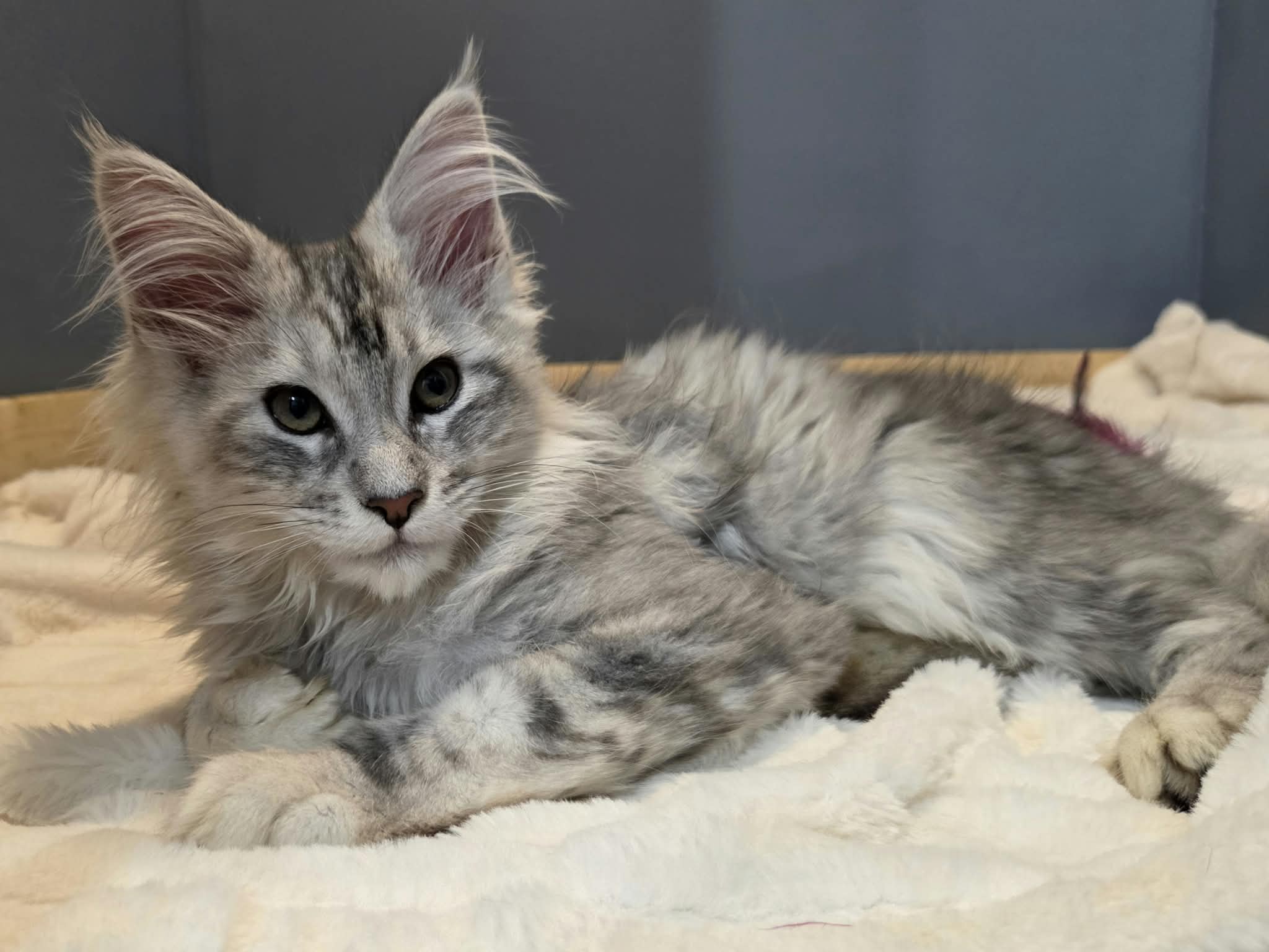 Photo 5 of Silver Maine Coon Kitten for Sale – Sam