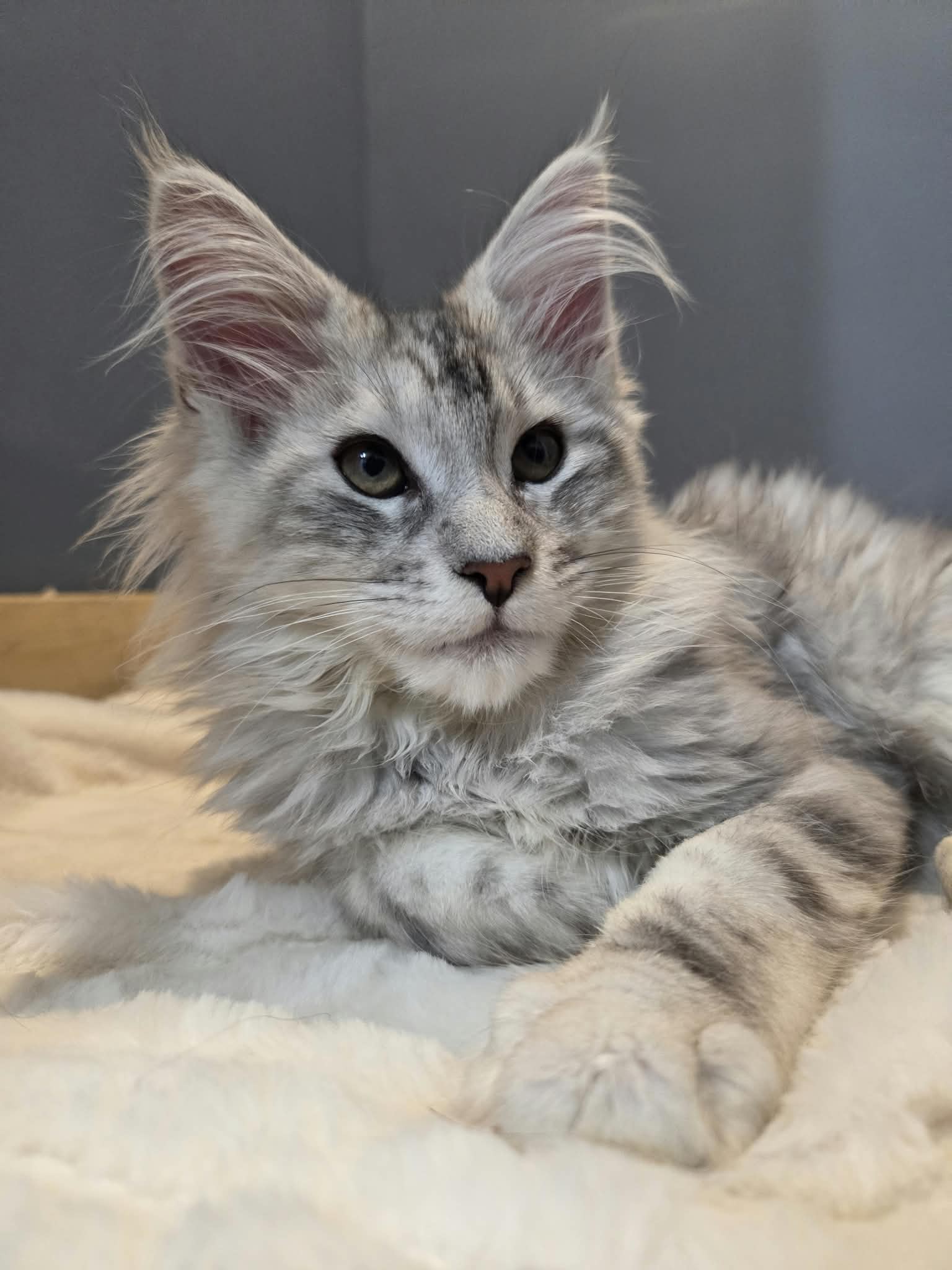 Photo of Silver Maine Coon Kitten for Sale – Sam