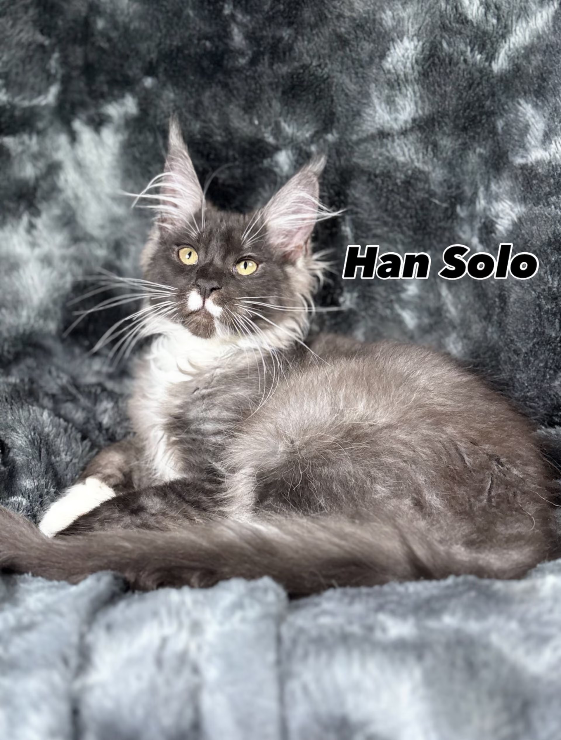 Photo of Han Solo