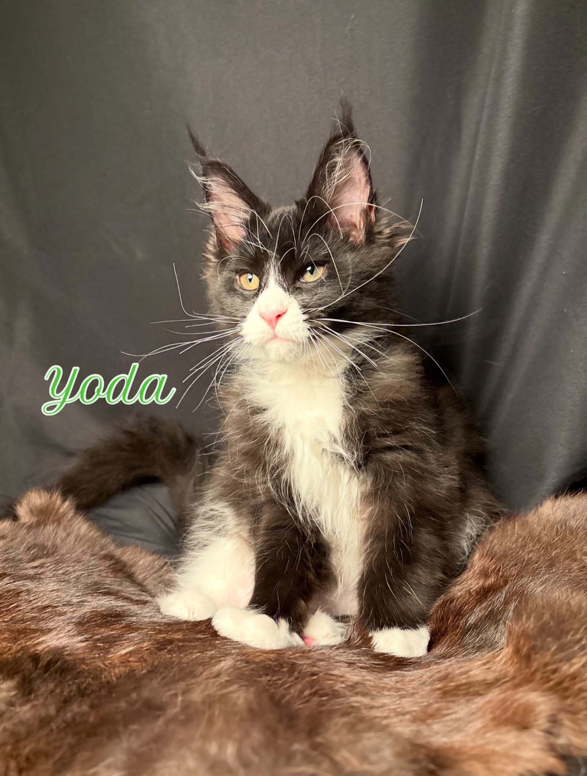Photo of Yoda