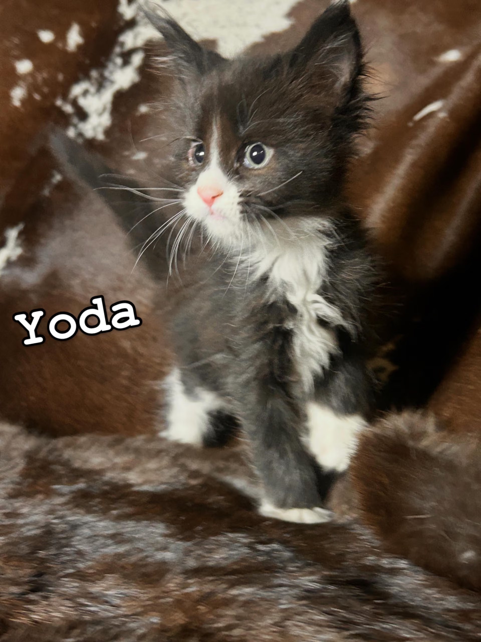 Photo 4 of Yoda