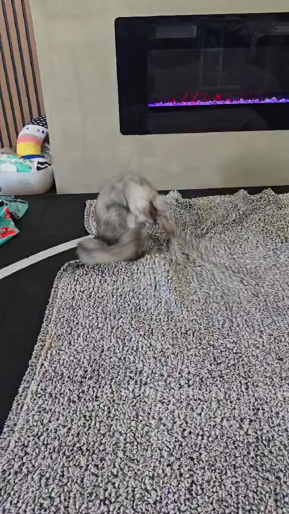 Blue Smoke Maine Coon chasing his tail
