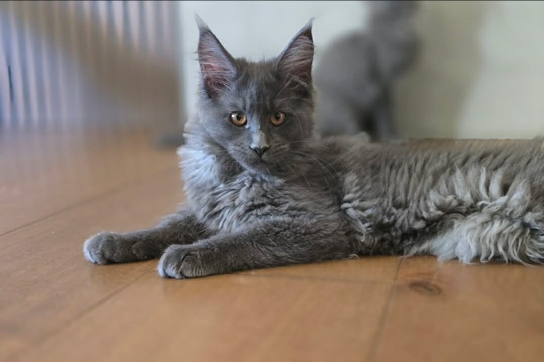 Photo of Breeze