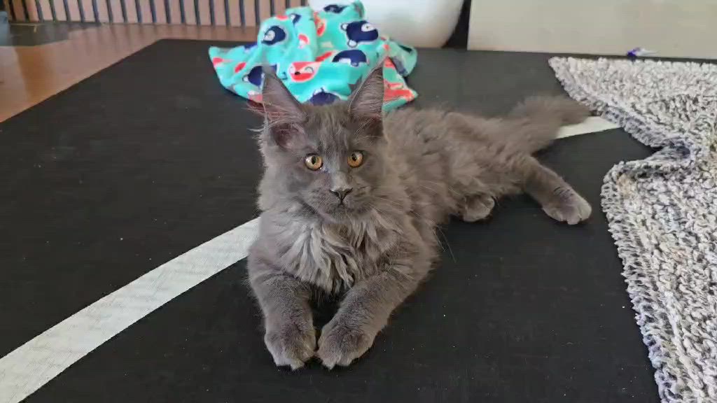 Beautiful Blue Smoke Maine Coon Girl laying