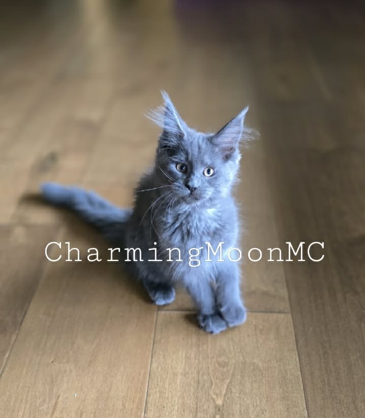 Photo of Whisper
