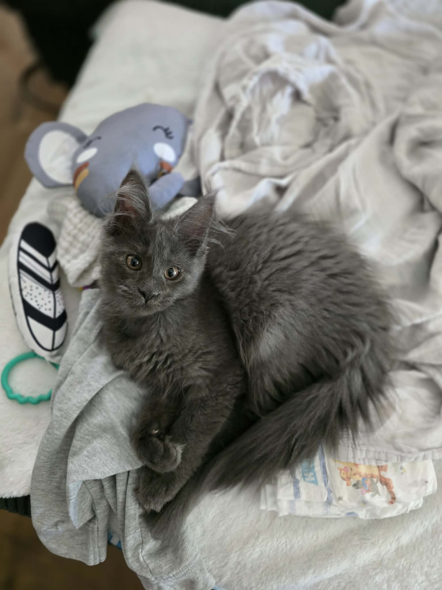Photo 4 of Whisper