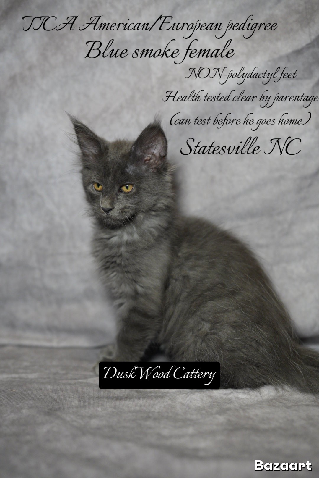 Photo of Ivy TICA registered Blue shaded smoke