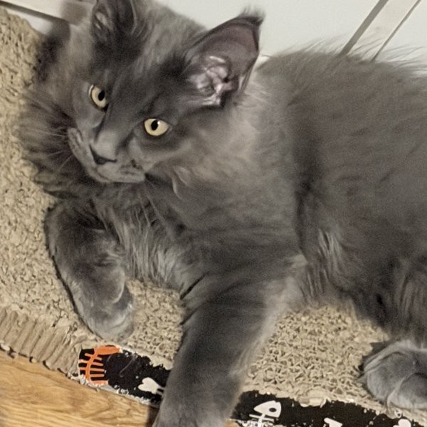 Photo 3 of Gracie