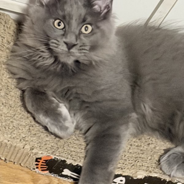 Photo 4 of Gracie