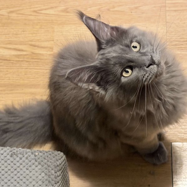 Photo of Gracie